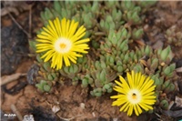 78f00ad1-IMG_6953 delosperma.jpg